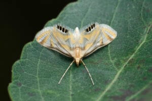 Carpocapse adulte sur feuille