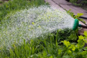 Arrosage d'engrais verts