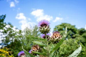 Plantes vivaces au potager en permaculture : artichauts en fleurs
