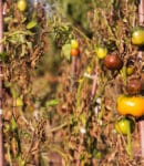 maladies au potager - plants de tomates ravagés par mildiou