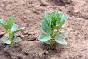 Terre compacte ne permettant pas une bonne levée des engrais verts.
