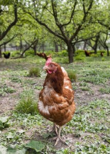 Sol d'un verger en permaculture entretenu par des poules