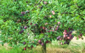 Arbre fruitier dans un verger en permaculture : prunier