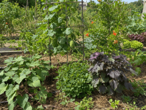 Cultures exotiques dans un potager bio en France