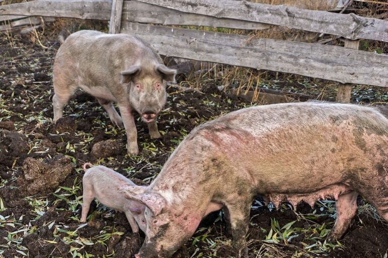 Fumier de porc à récupérer pour jardin en permaculture