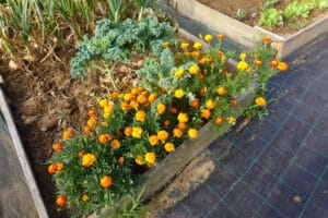 Savoirs anciens jardin : compagnonnage et paillage