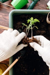 Manipulation plantules tomates sans toucher tiges