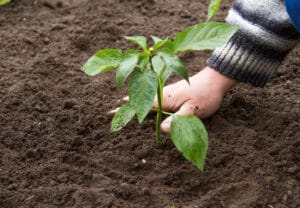 Plantations poivrons en pleine terrre