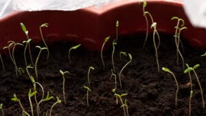Semis de tomates manquant de lumière