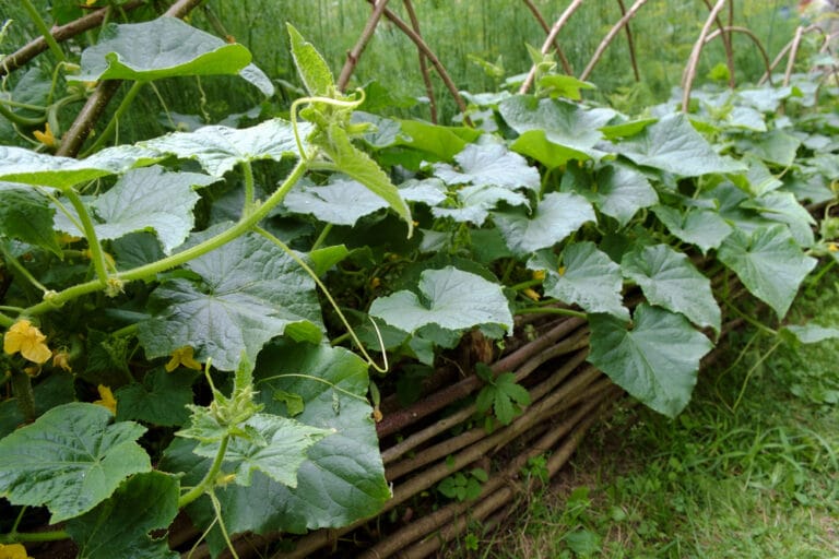 Culture du concombre : réussir au potager (serre ou dehors)