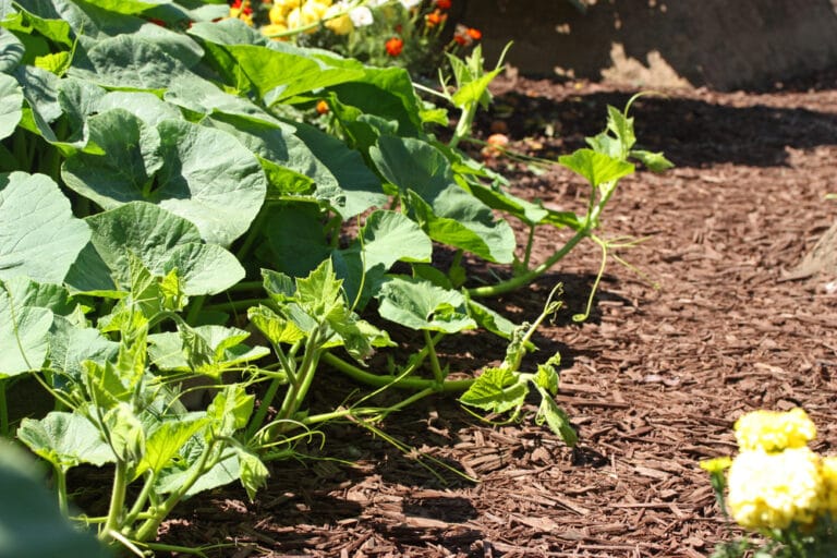 Culture du concombre : réussir au potager (serre ou dehors)
