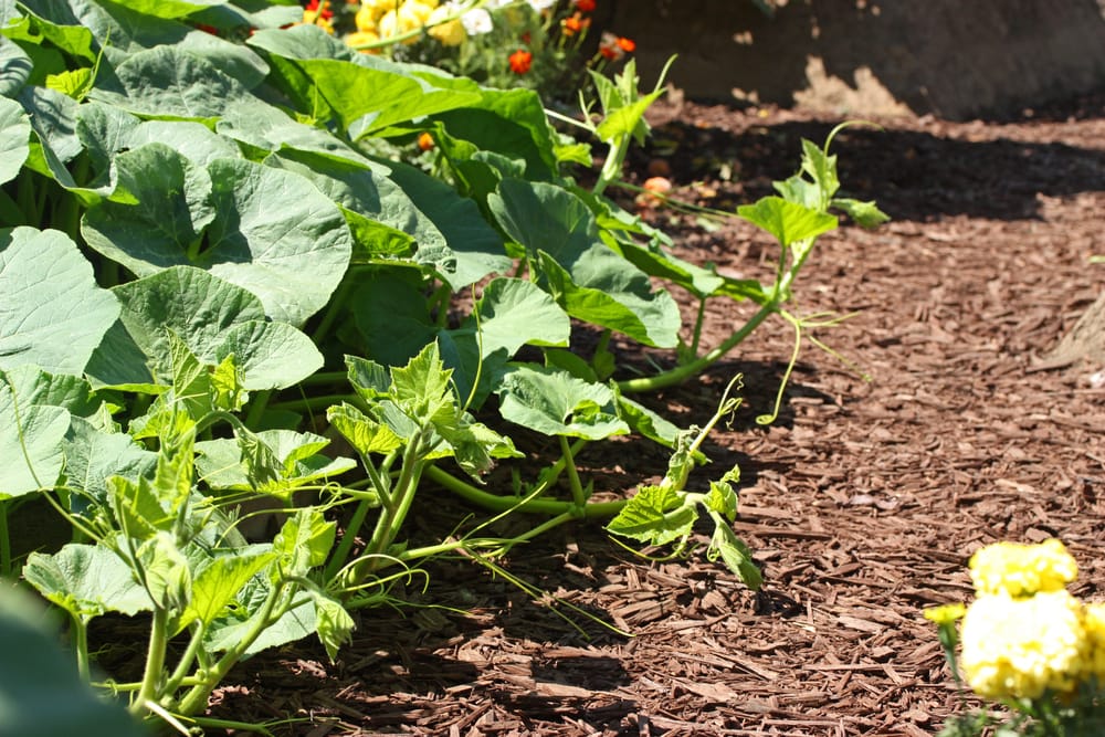 Culture du concombre : réussir au potager (serre ou dehors)