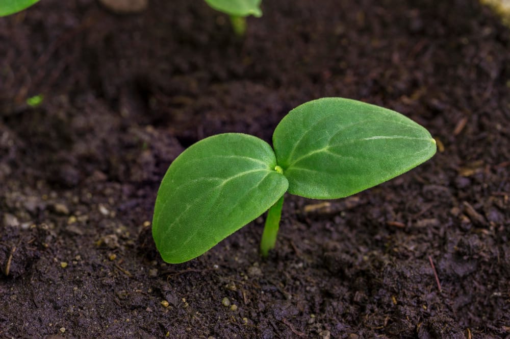 Culture du concombre : réussir au potager (serre ou dehors)