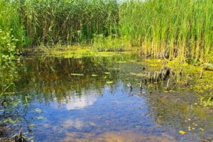 Tourbière et biodiversité