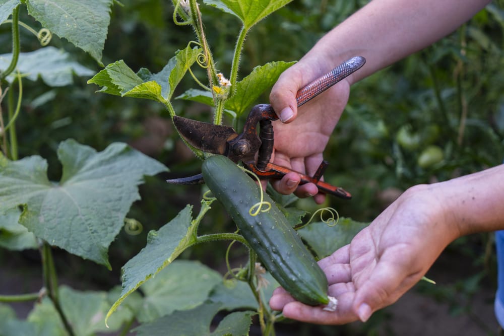 Culture du concombre : réussir au potager (serre ou dehors)