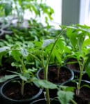 Réussir semis de tomates, aubergines et poivrons