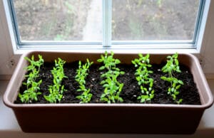 Semis de tomates derrière fenêtre lumineuse