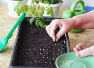 Terreau fin (tourbe) pour semis