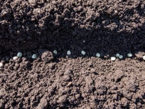 Une profondeur de semis inadapté peut nuire à la levée