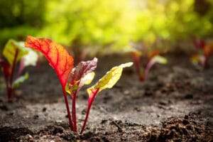Semis direct de betteraves au potager bio