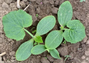 Semis direct de courgettes à éclaircir au potager bio