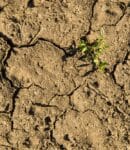 Semis qui ne lèvent pas - 7 causes fréquentes