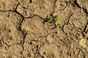 Semis qui ne lèvent pas - 7 causes fréquentes