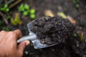 Riche substrat peu favorable à la germination