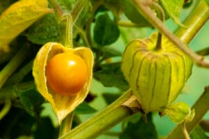 Physalis, une culture exotique commune