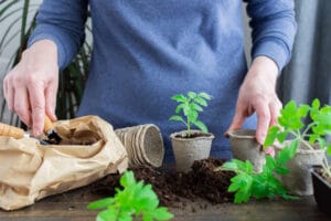 Repiquage plants de tomates
