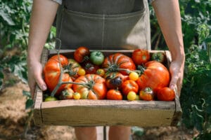 Tomates : culture potagère exigeante