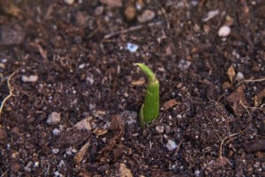 Petit germe de gingembre fraîchement germé dans la terre végétale
