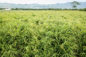 Culture de gingembre à Taïwan