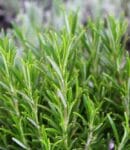 Cultiver le romarin : plantation, entretien, bienfaits et utilisations au jardin Culture de romarin au jardin naturel