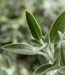 Culture de la sauge : plantation, entretien, bienfaits et utilisations Culture de sauge au jardin aromatique