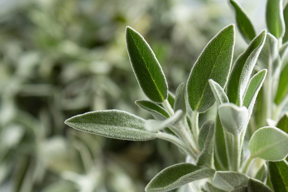 Culture de sauge au jardin aromatique