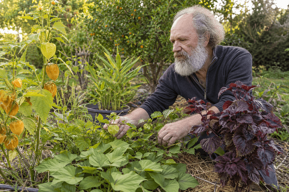 Cultiver des légumes exotiques sans serre, c'est possible !