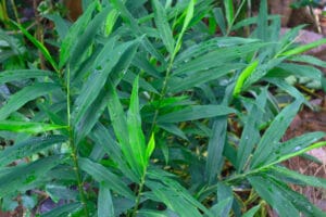 Feuilles vertes de gingembre ou Zingiber officinale avec des gouttes de rosée le matin