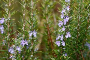 Floraison mellifère de romarin