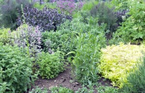 Jardin de plantes aromatiques