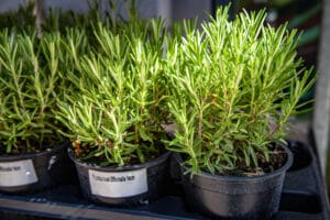 Planter le romarin au jardin