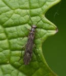 Thrips au jardin : ce minuscule insecte qui peut parfois vous embêter Thrips au jardin : insecte pouvant causer quelques dégâts