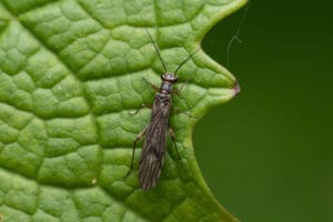 Thrips au jardin : insecte pouvant causer quelques dégâts