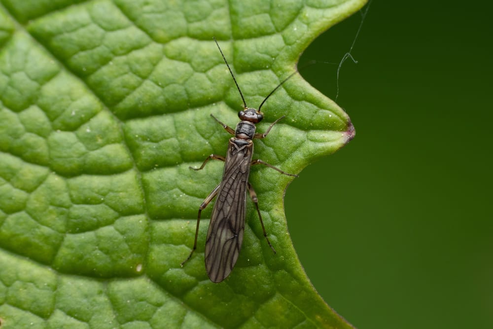 Thrips au jardin : insecte pouvant causer quelques dégâts
