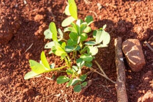 Plant d'arachide (Arachis hypogaea) en terre