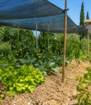 Filet d'ombrage protégeant le potager de la canicule