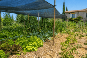 Filet d'ombrage protégeant le potager de la canicule