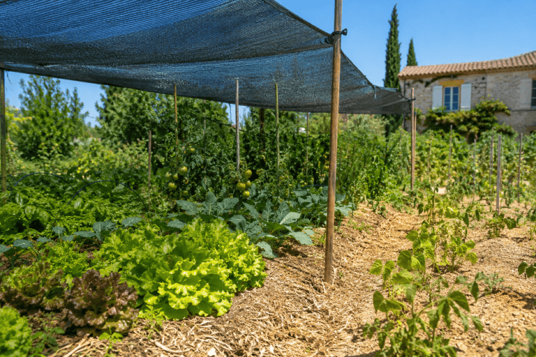 Filet d'ombrage protégeant le potager de la canicule