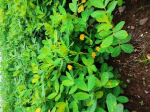 Arachides en fleurs au potager bio