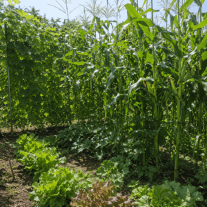 Maïs et haricots à rames créant un ombrage vivant pour des légumes sensibles au potager en été